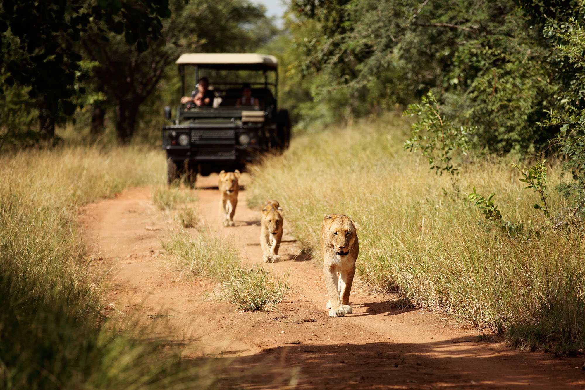 SouthAfrica-CampJabulani-Safari-Lion.jpg
