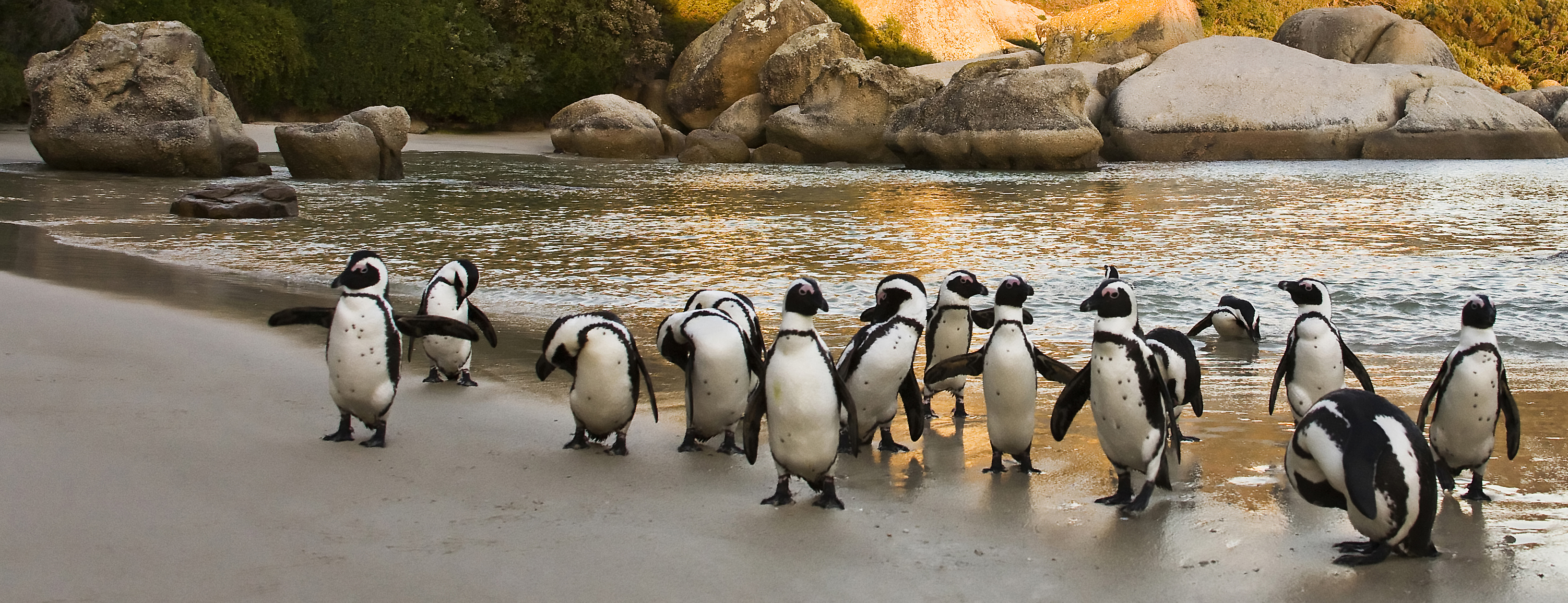 web-aventuraafrica-dreamexperiencelist-dreamexperience02-experience-capetown-penguins.jpg