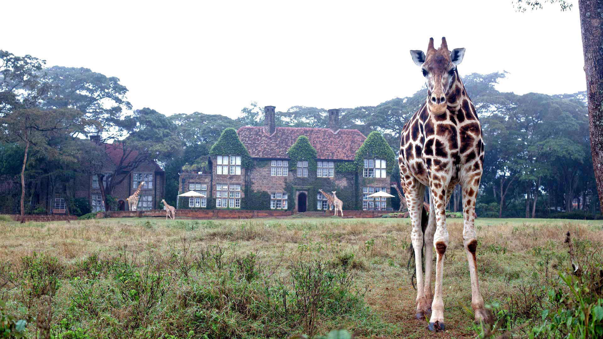 web-aventuraafrica-destinos-kenia-alojamientos-giraffe-manor2.jpg