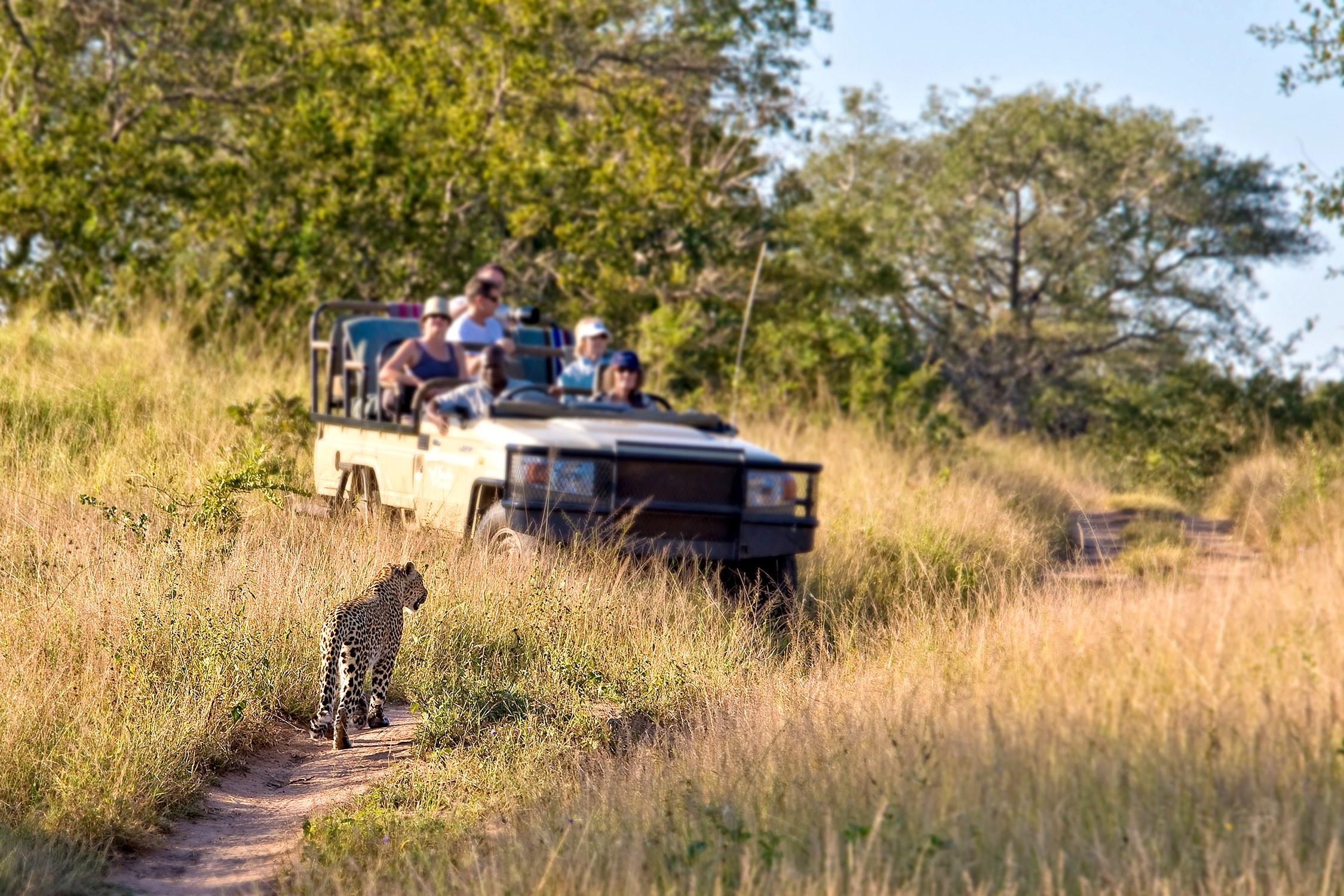 safaris de lujo en sudafrica