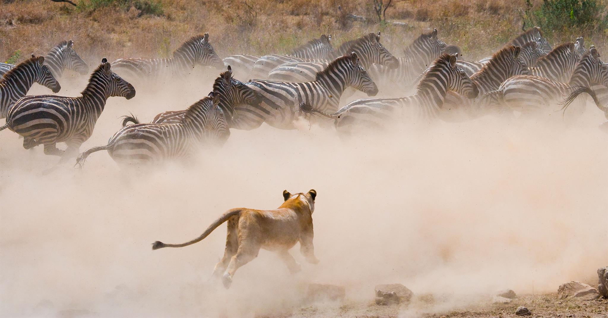 Animales de África - Animales salvajes de África | Aventura África™