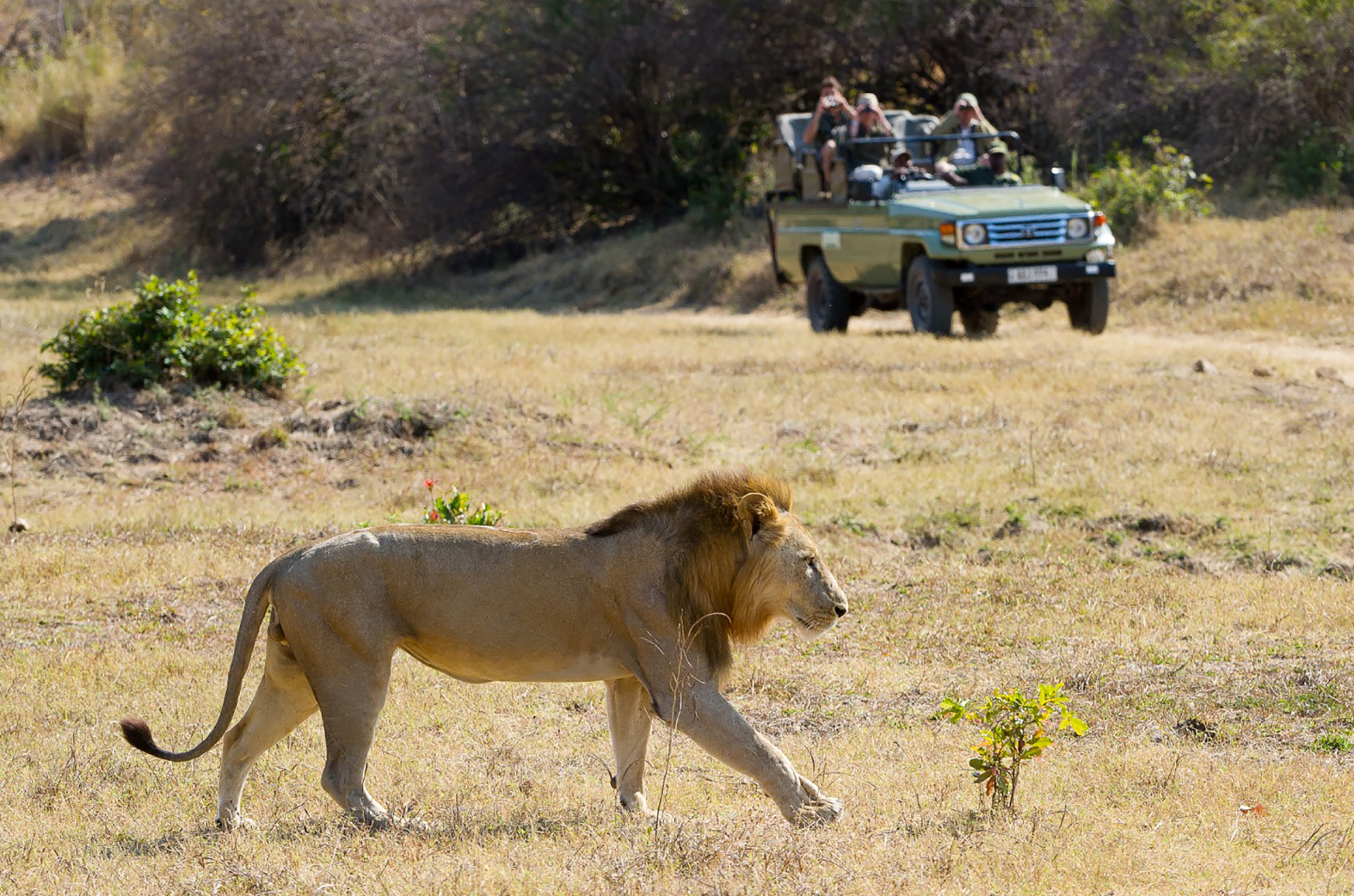 safaris de sudafrica