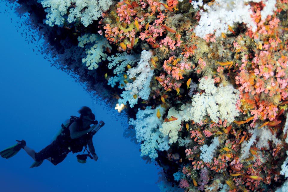 https://www.aventuraafrica.com/application/files/live/9214/9435/0469/web-aventuraafrica-seychelles-corales-1.jpg