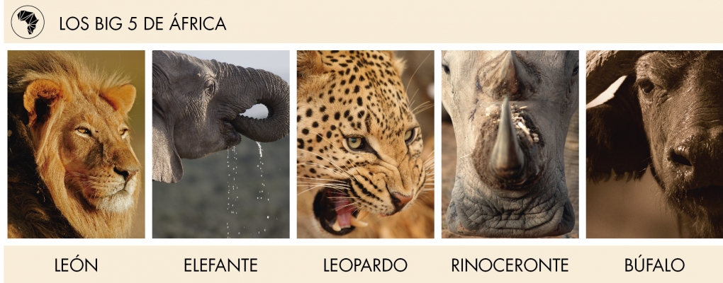 Los Big Five | Cinco Grandes Joyas de África · Aventura África™