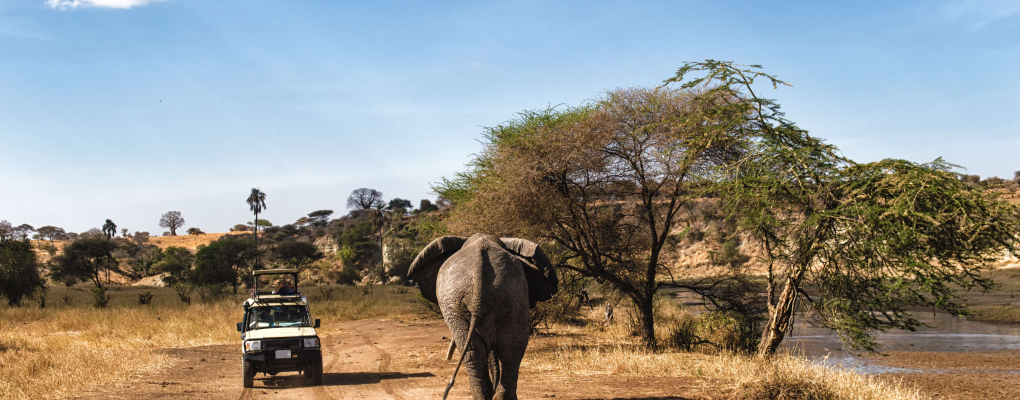 o que significa safari