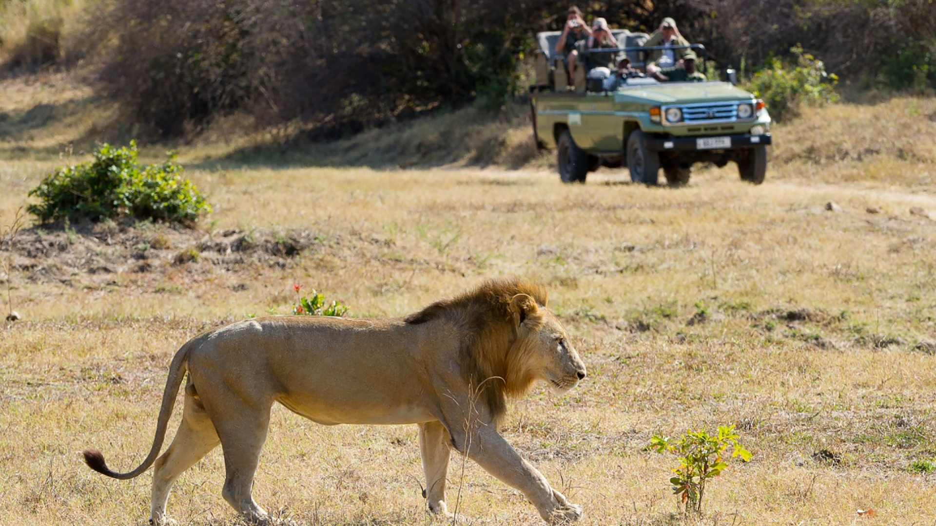 Galleta Así llamado Saludar Turismo en el Parque Kruger | Aventura África™ – Sudáfrica