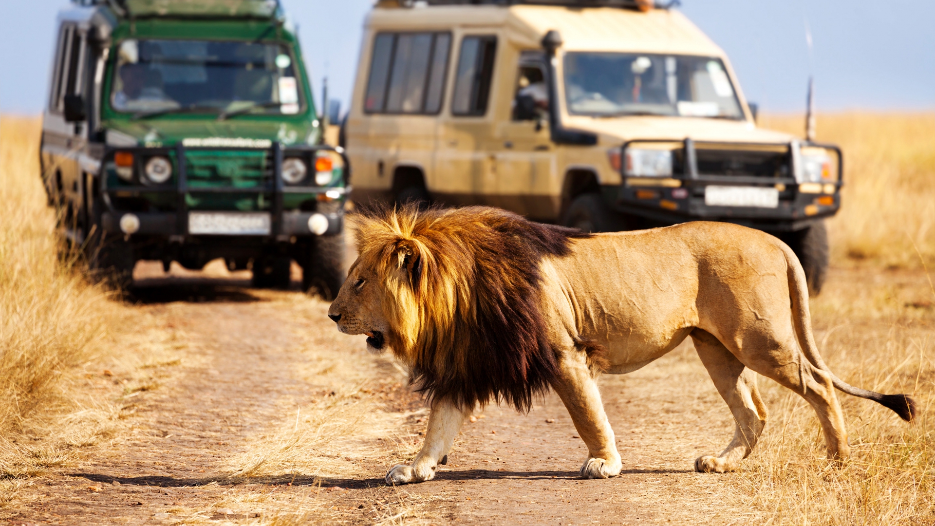 web-aventuraafrica-destinos-tanzania-actividades-safari.jpg