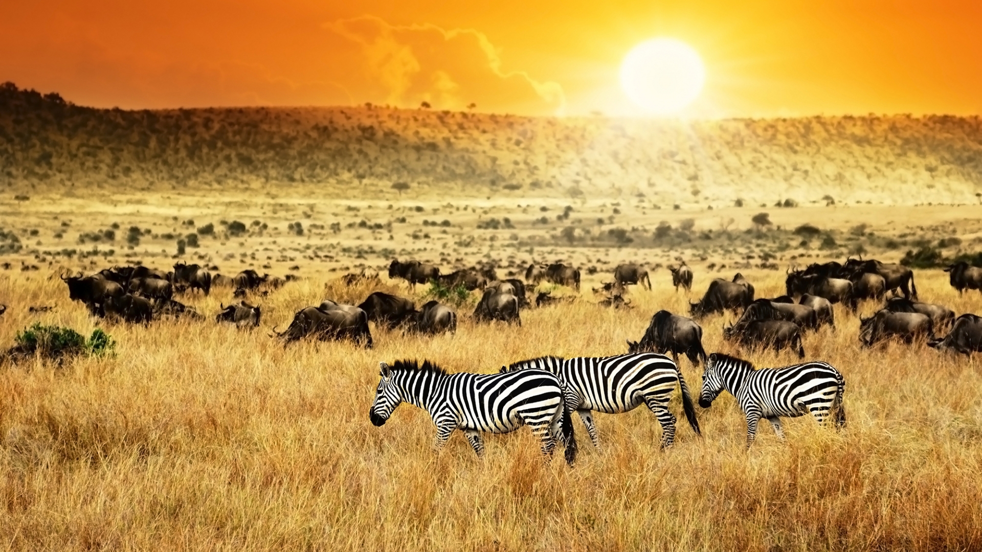 tipos de safari en kenia