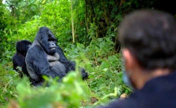 web-aventuraafrica-destinos-ruanda-actividades-gorila.jpg
