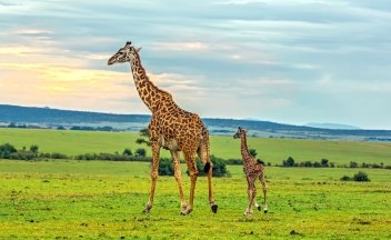 web-aventuraafrica-destinos-kenia-localizaciones-maasai-mara-jirafas.jpg