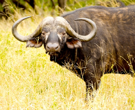 web-aventuraafrica-viaje15-kruger-dulini-safari-bufalo.jpg