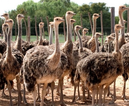 web-aventuraafrica-dreamexperiencelist-dreamexperience07-experience-oudtshoorn-ostrichs.jpg