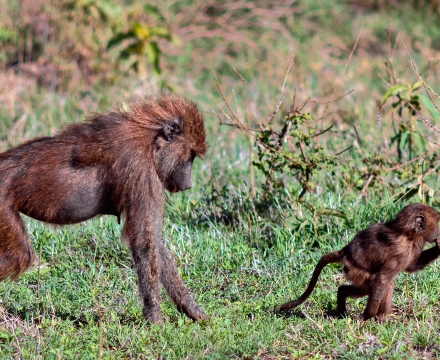 Animales De Africa Animales Salvajes De Africa Aventura Africa