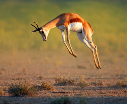 web-aventuraafrica-blog-africa-animales-gacela.jpg