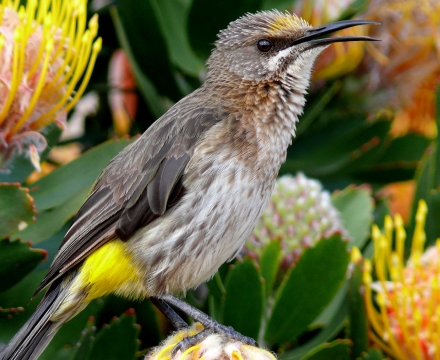 web-aventuraafrica-blog-africa-animales-sugar-cape.jpg