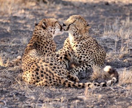 web-aventuraafrica-destinos-sudafrica-localizaciones-reserva-madikwe.jpg