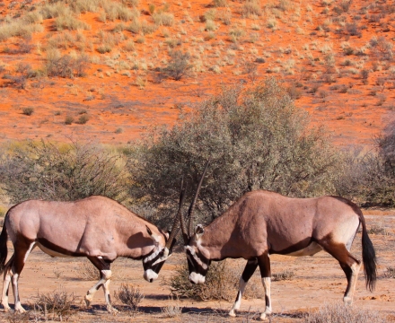web-aventuraafrica-blog-africa-animales-gemsbok.jpg