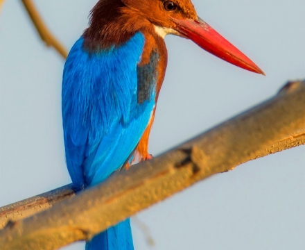 web-aventuraafrica-blog-africa-animales-king-fisher.jpg