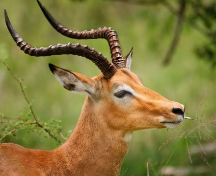 web-aventuraafrica-blog-animales-impala.jpg