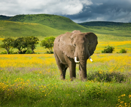 web-aventuraafrica-viaje23-lake-duluti-lodge-elefante1.jpg