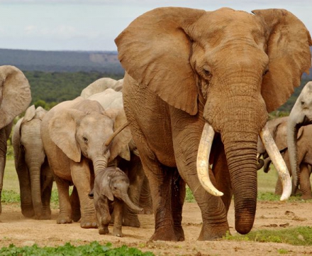 familia-viajes_960x480_crop_80.jpg