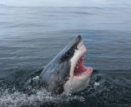 web-aventuraafrica-dreamexperiencelist-dreamexperience04-experience-capetown-sharkcapetown.jpg