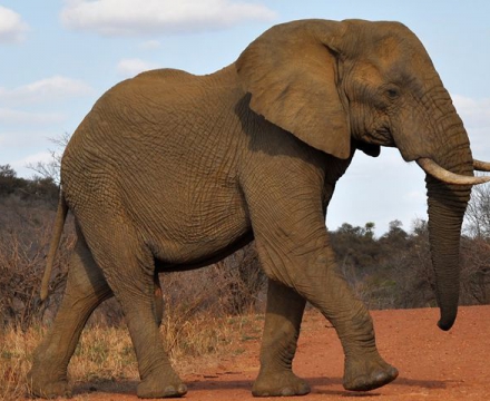 solo-viajes-a-sudafrica_960x480_crop_80.jpg