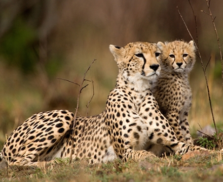 web-aventuraafrica-destination-southafrica-capetown-cheetah.jpg