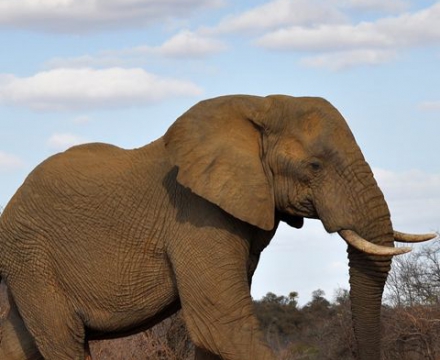 Curiosidades Sobre Los Elefantes Aventura Africa Sudafrica