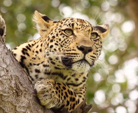 web-aventuraafrica-viaje3-hluhluwe-rhino-ridge-leopardo.jpg