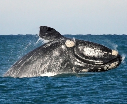 web-aventuraafrica-blog-animales-africa-ballenav2.jpg