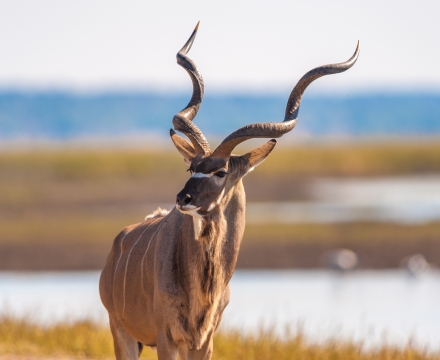 web-aventuraafrica-destination-botswana-springbok.jpg