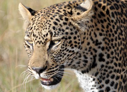 viaje-sudafrica-safari-kruger_480x320_crop_80.jpg