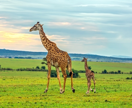 Animales De Africa Animales Salvajes De Africa Aventura Africa