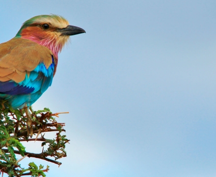 web-aventuraafrica-blog-africa-animales-lilac.jpg