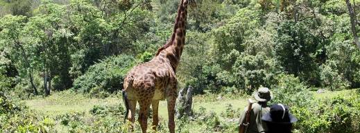safari en el masai mara