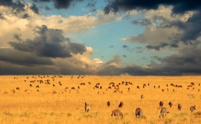 serengeti.jpg