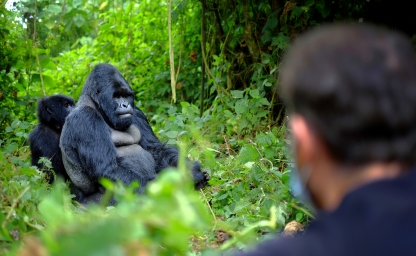 web-aventuraafrica-destinos-ruanda-actividades-gorila.jpg