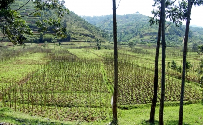 web-aventuraafrica-destinos-ruanda-localizaciones-parque-nacional-volcano3.jpg