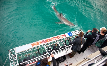 web-aventuraafrica-destinos-sudafrica-actividades-buceo-tiburon-blanco.jpg
