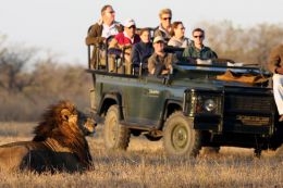 safari-game-drive-savanna-lodge-sabi-sands_260x173_crop_80.jpg