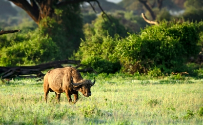 web-aventuraafrica-destinos-kenia-actividades-bufalo.jpg
