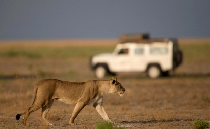 safari significado y ejemplos