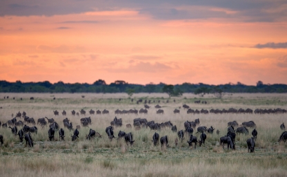 que significa una safari